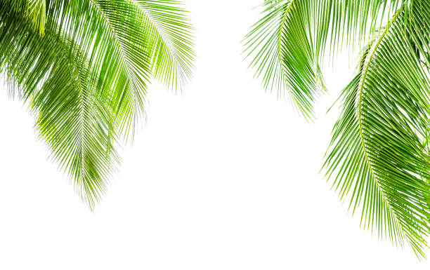 istock Coconut palm leaf isolated on white background 1261132816