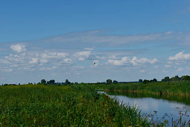 istock White heron takes off on the lake. 1261136520