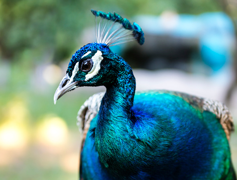 Majestic Indian Peafowl (Pavo cristatus) displaying its vibrant plumage in the rich landscapes of India. A breathtaking sight, capturing the allure of this iconic bird in its native habitat.