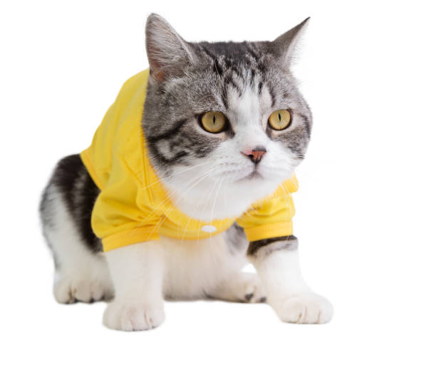 istock A cute cat  with yellow eyes and shirt on white background 1261153890