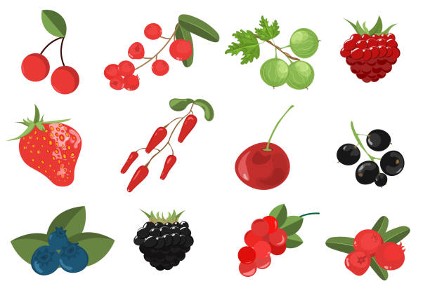 ilustraciones, imágenes clip art, dibujos animados e iconos de stock de establecer ramas bayas y hojas. gooseberries, arándanos, arándanos, arándanos, grosellas, cerezas, fresas, moras, frambuesas, acai, uvas, mora. - gooseberry fruit bush green