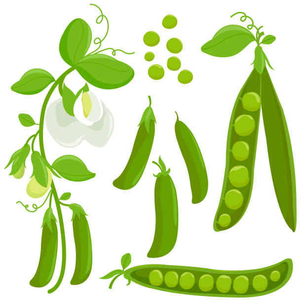 ilustrações de stock, clip art, desenhos animados e ícones de fresh green peas collection. vector illustration - ervilha