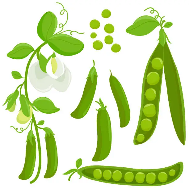 Vector illustration of Fresh green peas collection. Vector illustration