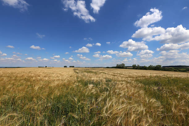 istock Summer landscape with rye field and blue sky 1261160466