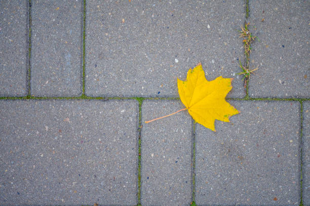 istock Red maple leaf lays on dark asphalt road. 1261166371