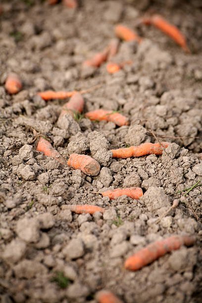 cosecha residuos después de zanahorias - ackerfurchen fotografías e imágenes de stock