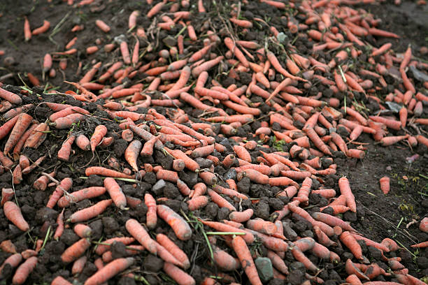 cosecha residuos después de zanahorias - ackerfurchen fotografías e imágenes de stock