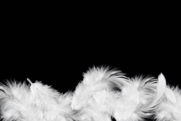 istock Light fluffy a white feather on black background with copy space. 1261169011