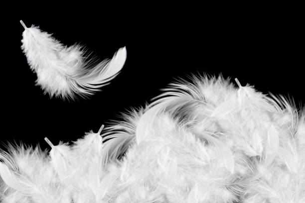 istock Light fluffy a white feather falling down in the air. Feather abstract on black background. 1261169546