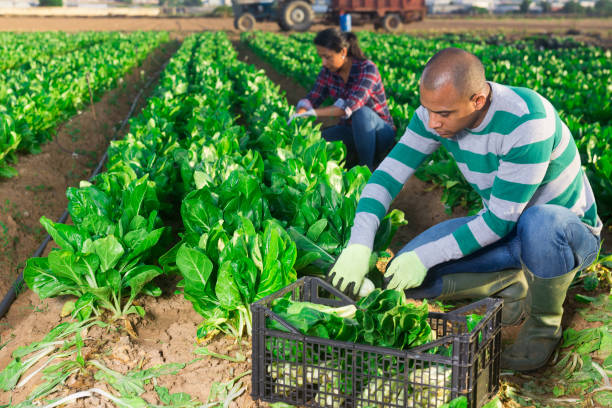 istock Male latino worker cleans chard on plantation 1261170643