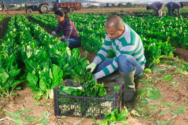 istock Male latino worker cleans chard on plantation 1261170644