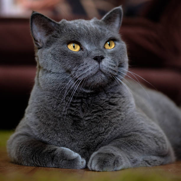 istock beautiful gray British cat close-up 1261171738