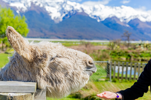 A teenage girl feeding alpaca out of hand through fence on farm, also interacting with them and taking photos.