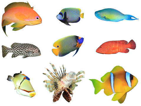Variety of tropical saltwater fish from the Indian and Pacific Ocean and Red Sea, cut out on white background
