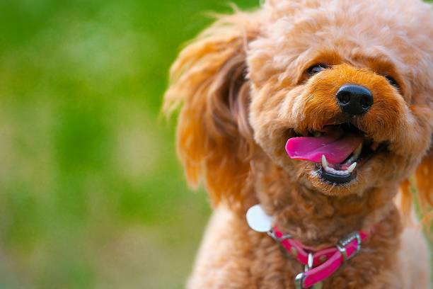 istock dog 284 Dog-walking 1261275642