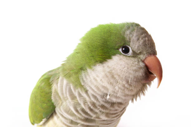 Quaker Parrot Isolated on White Background - Myiopsitta monachus