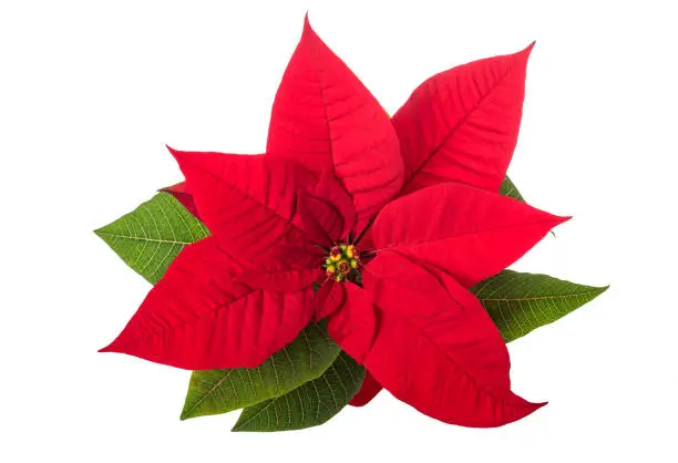 Photo of Red poinsettia