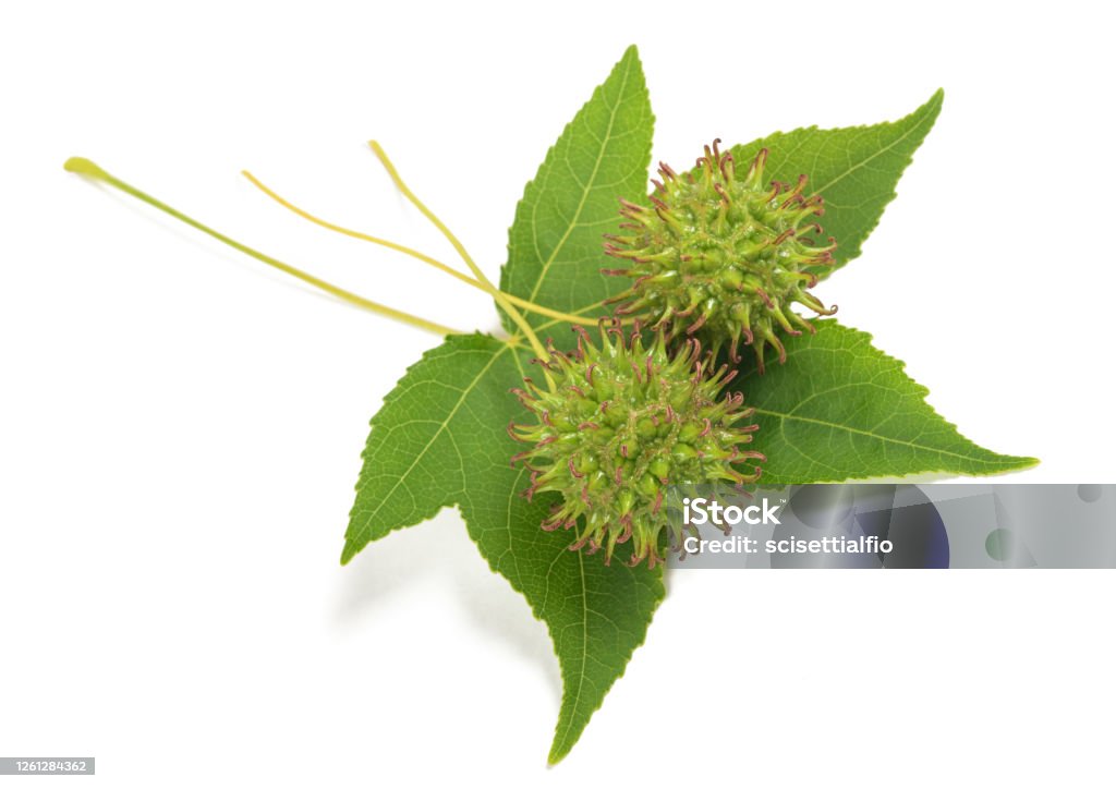 American sweetgum leaf with fruits American sweetgum leaf with fruits isolated on white Sweet Gum Tree Stock Photo