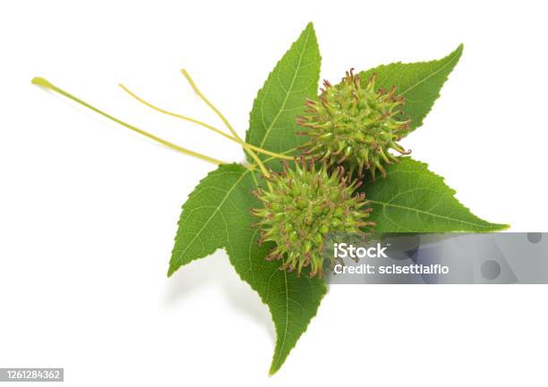 American Sweetgum Leaf With Fruits Stock Photo - Download Image Now - Sweet Gum Tree, Tree, Leaf