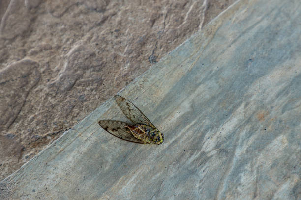 istock Large brown cicada. Cicada insect on the floor. Large Cicada perching on cement floor. A dead cicada laying. 1261284927