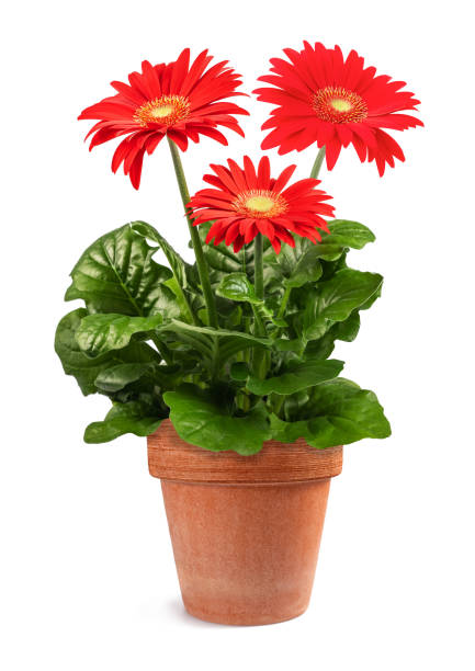 레드 거베라 공장 - daisy plant flower gerbera daisy 뉴스 사진 이미지