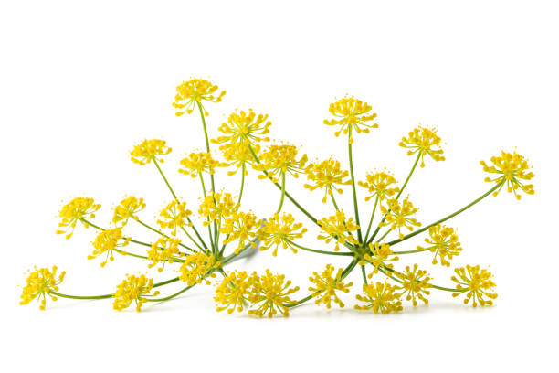 istock Wild fennel flowers 1261286596