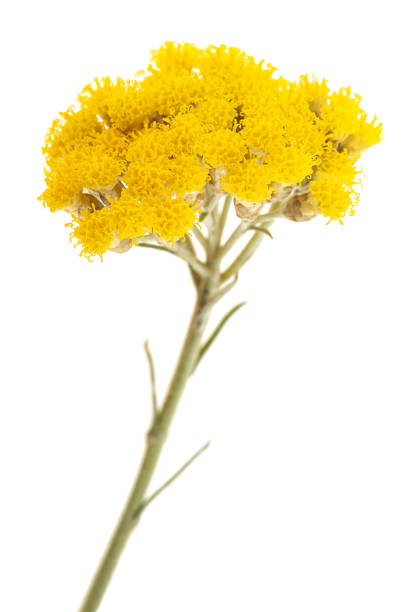 Photo of Helichrysum flowers