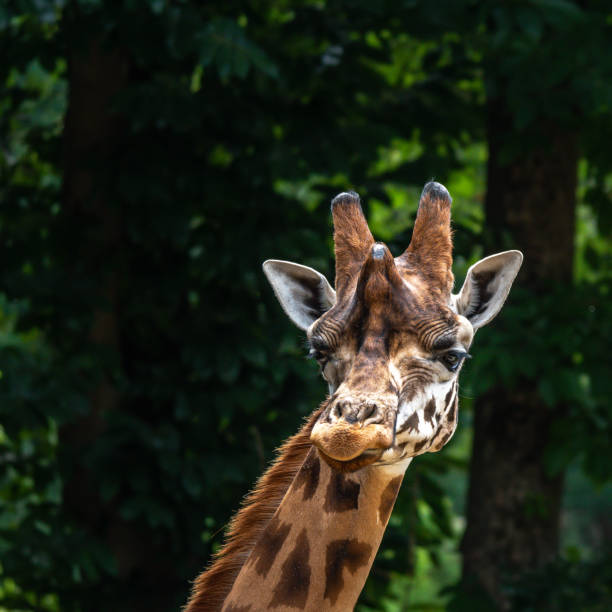 istock Giraffe looking around, male, big ears, great nose 1261300978