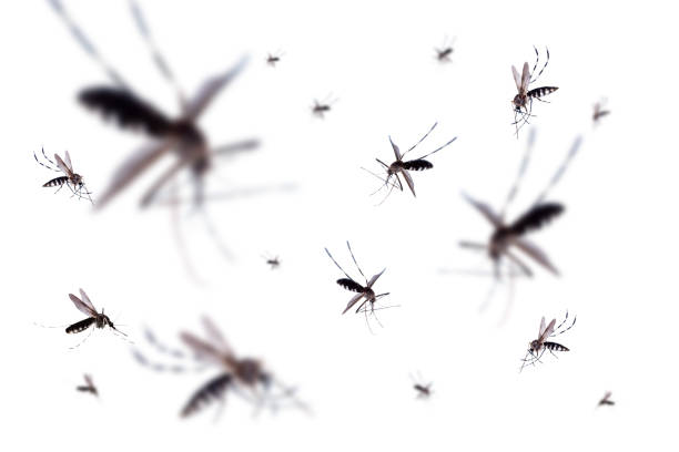 fliegende mücken isoliert auf weißem hintergrund - vocalizing stock-fotos und bilder