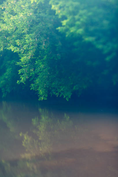 hojas verdes que se reflejan en el agua - forest pond landscaped water fotografías e imágenes de stock