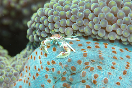 Porcelain Crab on Anemone