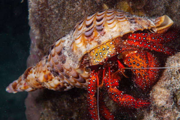 istock porcelain crab , hermit crap, underwater, 1261308585