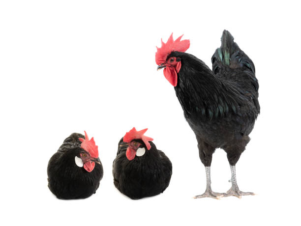 istock chicken and a rooster isolated on white 1261313504