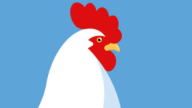 白い雄鶏の頭。雄鶏のクローズアップ、サイドビュー。 - chicken bird close up domestic animals点のイラスト素材／クリップアート素材／マンガ素材／アイコン素材
