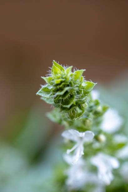 istock leaf and blossom of basil 1261319747