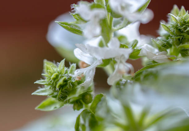 istock leaf and blossom of basil 1261320284