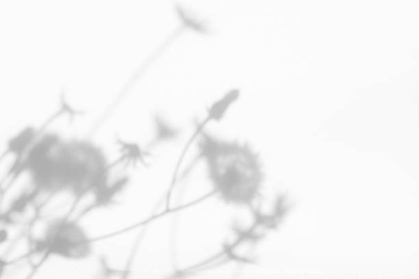 istock Gray shadows of flowers and grass on white wall 1261322984