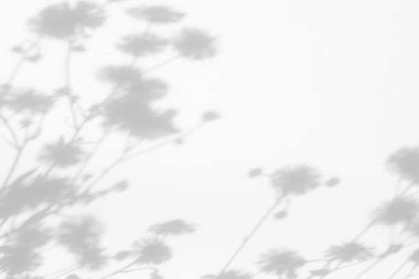 istock Gray shadows of flowers and grass on white wall 1261325150