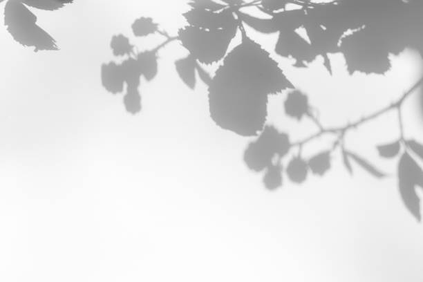 istock gray shadow of blackberry leaves on a white wall 1261326780