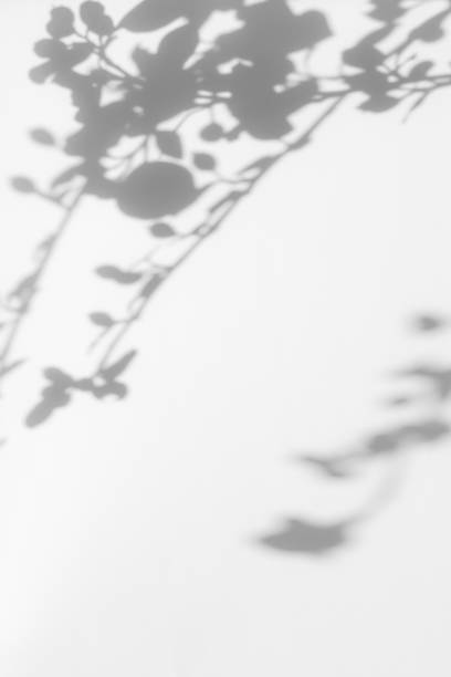 istock gray shadow of leaves on a white wall 1261330062