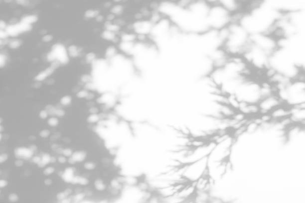 istock shadows of fir tree branches on a white wall 1261330297
