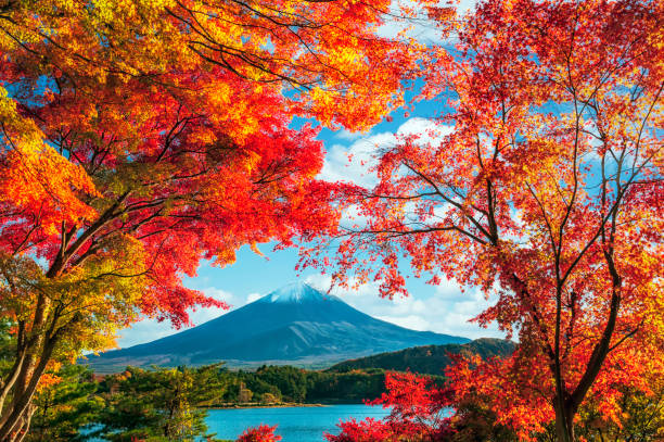 istock Mount Fuji with colorful leaves as foreground 1261336356