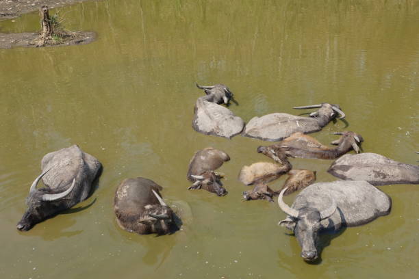 istock Buffalo playing in the swamp 1261339083