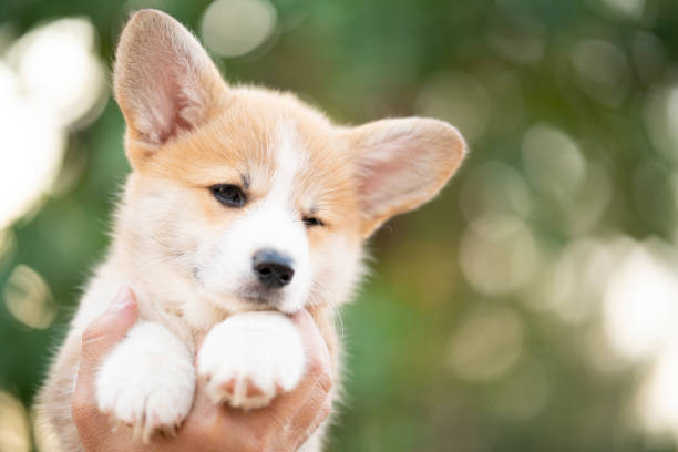 Corgi Puppy Baby Dog In Hand In Summer Sunny Day Stock Photo - Download  Image Now - Puppy, Animal, Beauty - iStock