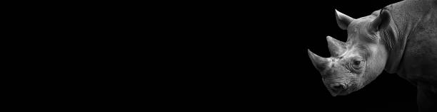 istock Wallpaper rhinocero on the black background 1261344434