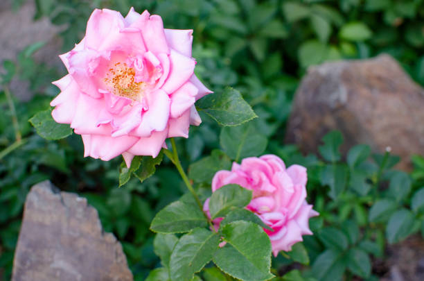 beautiful roses bloom in green foliage