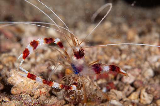 shrimp , underwater, mantis shrimp