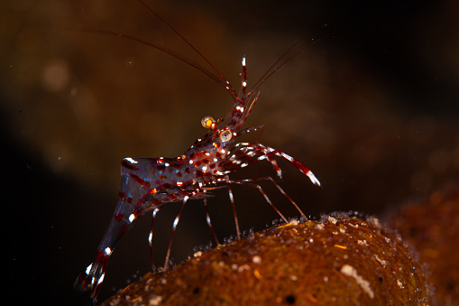 shrimp , underwater, mantis shrimp