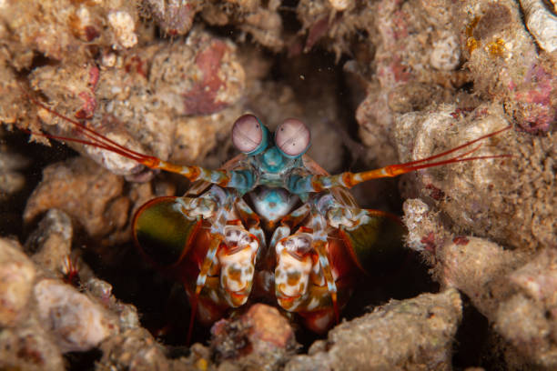 Peacock Mantis Shrimp or Reef Odontodactylid Mantis Shrimp Odontodactylus scyllarus occurs in the tropical Indo-Pacific in a depth range from 0-100m. It is one of the larger, more colourful mantis shrimps commonly seen, ranging in size from 3-18cm. \nTheir ability to see circularly polarised light has led to studies to determine if the mechanisms by which their eyes operate can be replicated for use in reading CDs and similar optical information storage devices. \nThis species is an active hunter during the day, it prefers gastropods, crustaceans, and bivalves and will repeatedly smash its prey until it can gain access to the soft tissue for consumption. \nThis female specimen is brooding eggs and is looking out of its hole, a typical behavior. Females can brood a maximum of 50'000 eggs. They hatch to a planktonic zoea which lasts for 3 months. \nLembeh Strait, Indonesia \n1°27'29.484 N 125°13'10.572 E at 13m depth