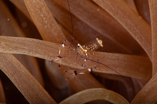 Cobweb on a wild flower, macro shot, blurred background, copy space.
